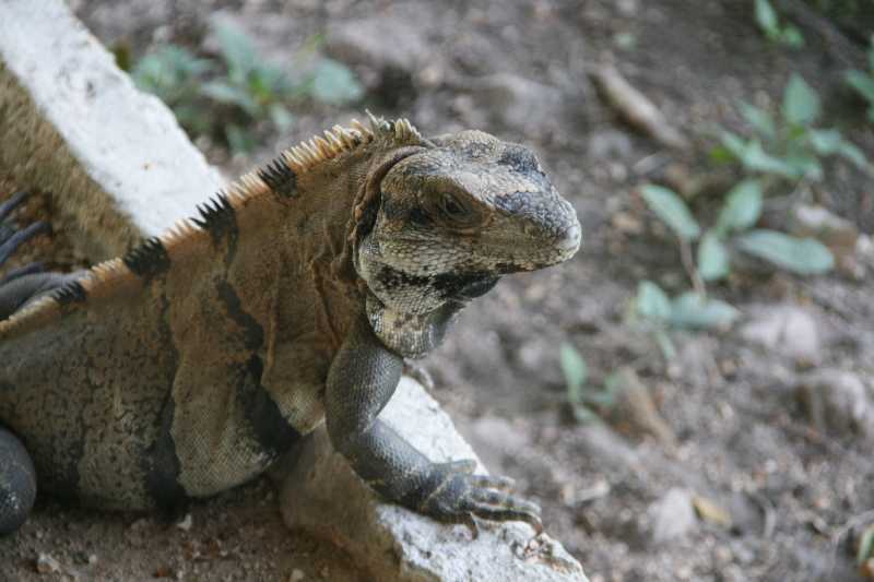 Mexico & Guatemala 2010 - 1237